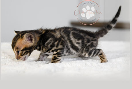 Bengal Kittens for sale near me